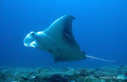 Manta taken on Bikini Reef, Sodwana Bay. by Allen Walker 